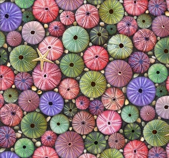 Landscape Medley Sea Urchins, Multi $25.96/m