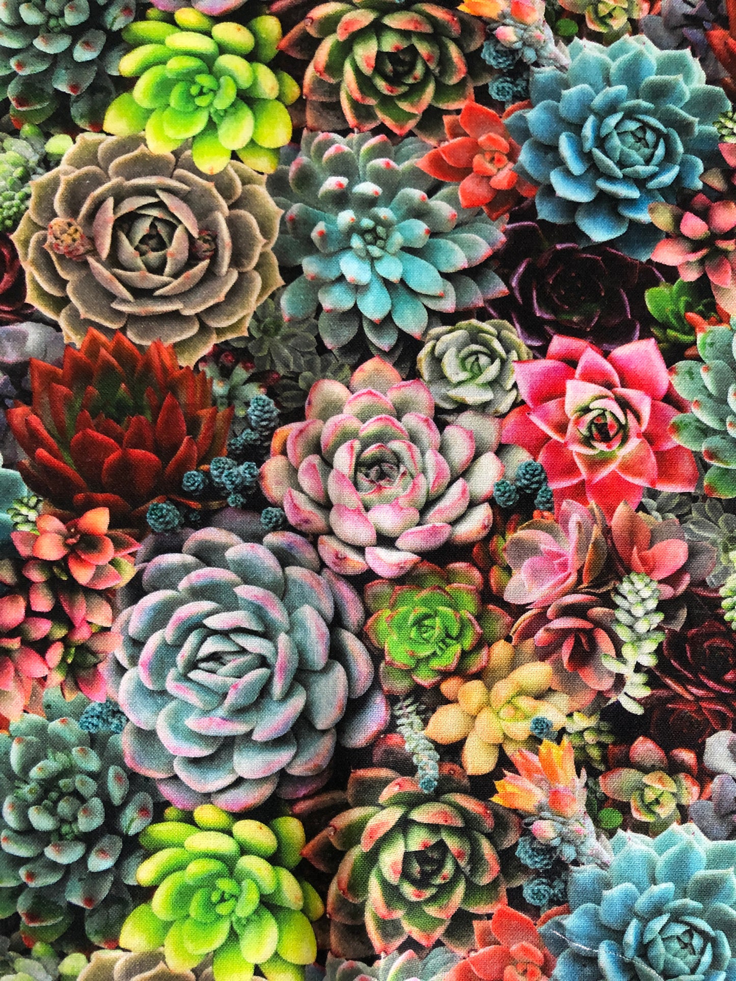 Succulent Charm 598 $19.96/m