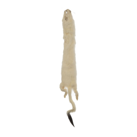 ERMINE FUR SKIN LARGE APROX 15-20IN WHITE