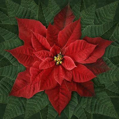 #45 Dream big holiday digital print by Hoffman-red Poinsettia Panel $27.96