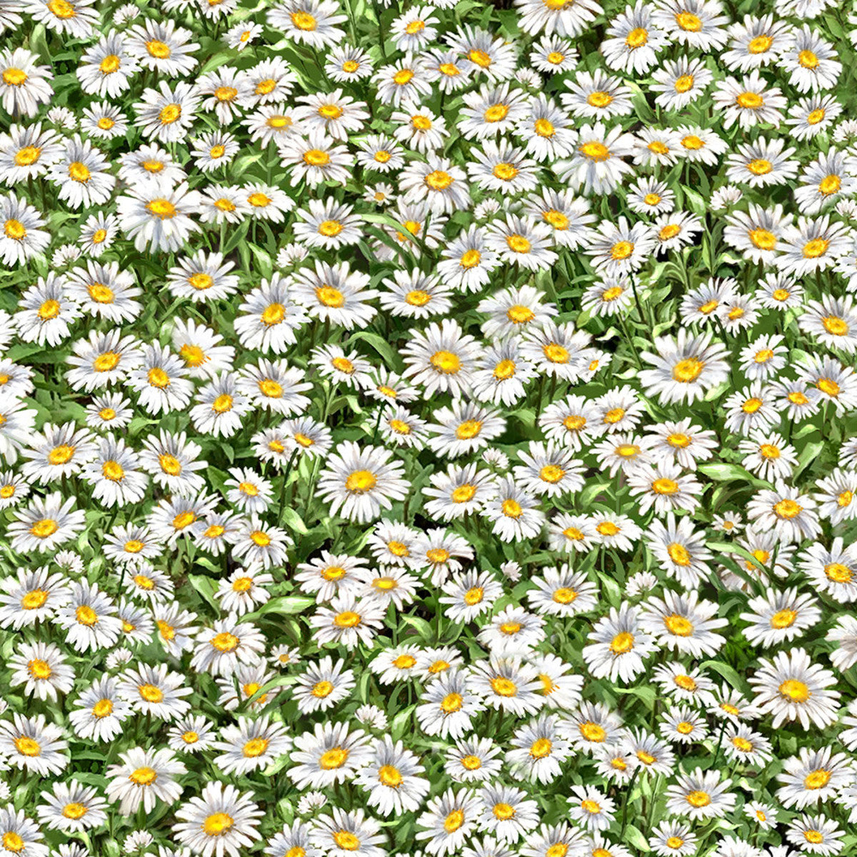 Peaceful Garden - Packed Daisies - $21.96/m